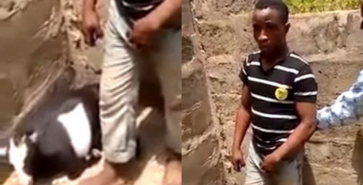 Young man caught raping a goat in Ekiti State [VIDEO]